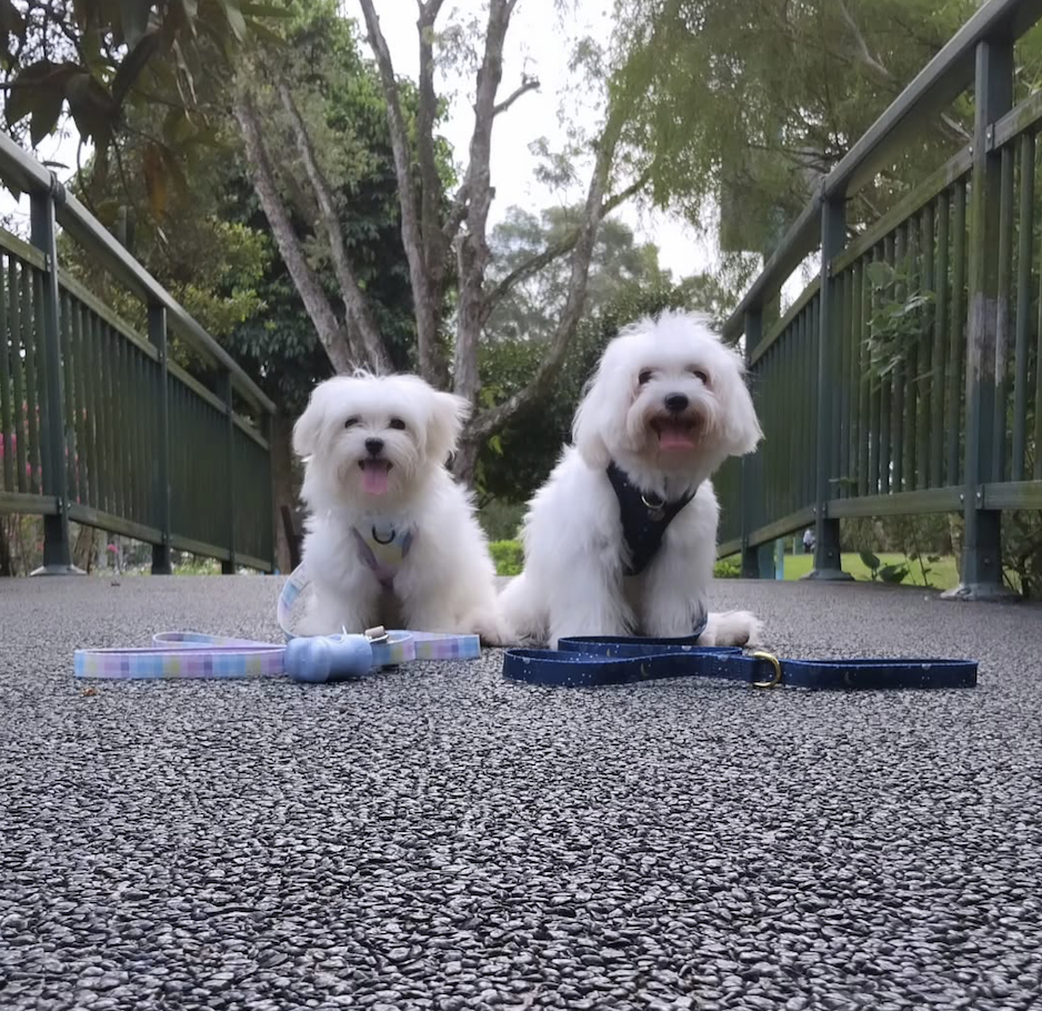Aon’s HappyTails: @soufflethemaltese